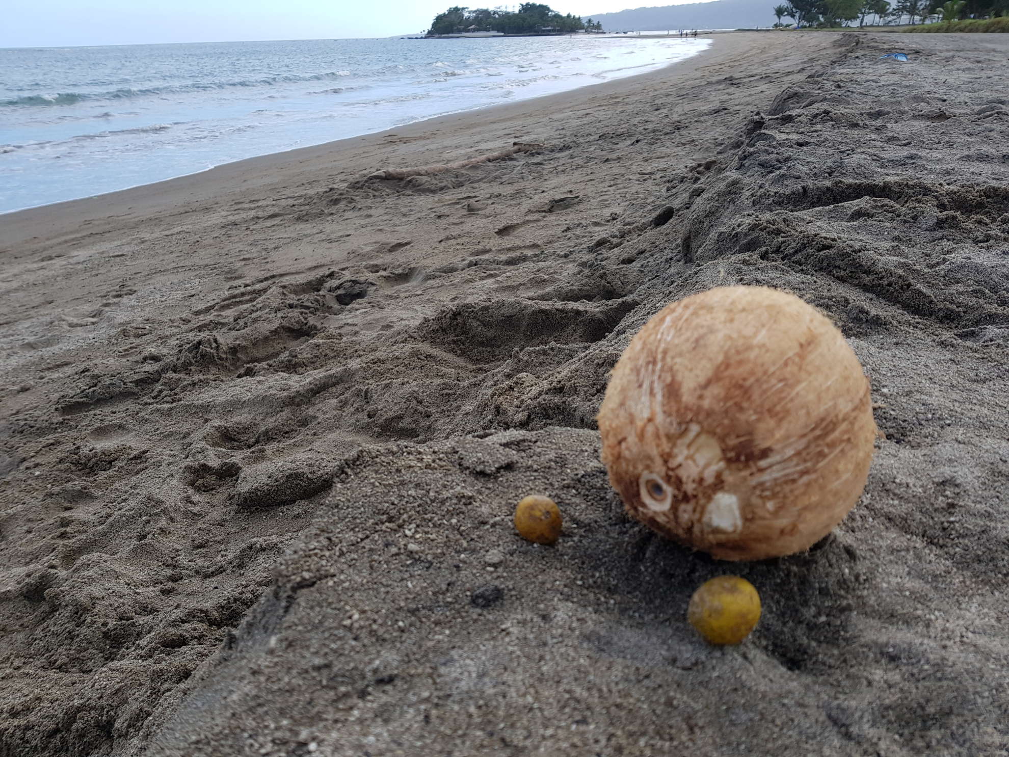 Interdit les plastiques :juste 2 fruits de tombolier  et un coco vert