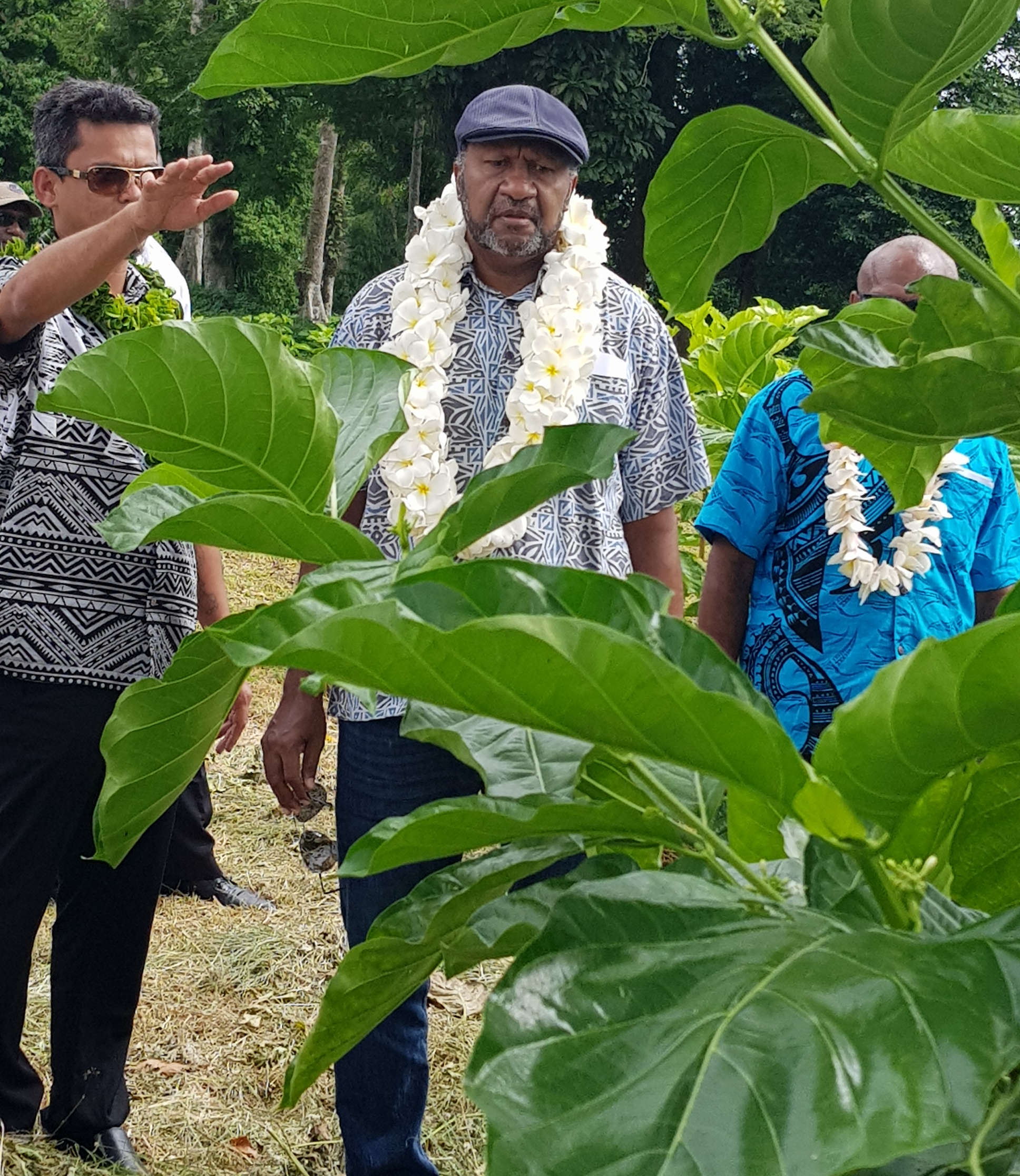 Le Premier Ministre Salwai: Le Noni, une autre source de revenu au Vanuatu.